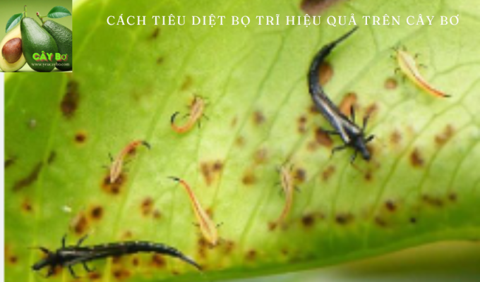 Cách tiêu diệt bọ trĩ hiệu quả trên cây bơ