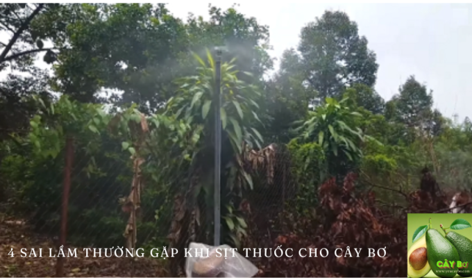 4 Sai Lầm Thường Gặp Khi Sịt Thuốc Cho Cây Bơ: Hướng Dẫn Chi Tiết