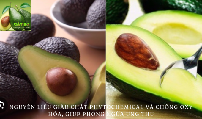 Bơ: Nguyên liệu giàu chất Phytochemical và chống oxy hóa, giúp ngăn ngừa ung thư