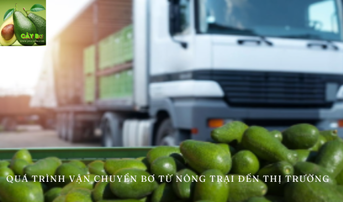 Quá trình vận chuyển bơ từ nông trại đến thị trường: Bước nào không thể bỏ qua