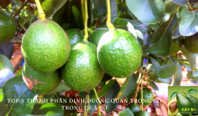 Top 5 thành phần dinh dưỡng quan trọng có trong quả bơ